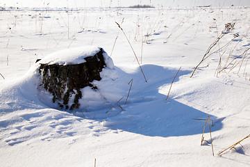 Image showing   tree  with snow 