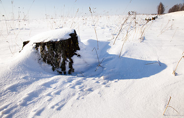 Image showing   tree  with snow 