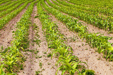 Image showing corn field  