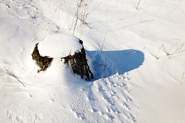 Image showing   tree  with snow 