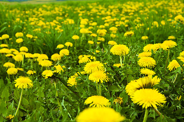 Image showing Yellow dandelions