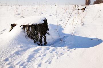 Image showing   tree  with snow 