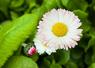 Image showing   flower 