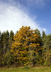 Image showing   the trees.