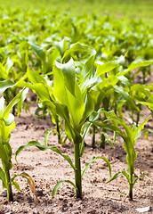 Image showing corn sprouts  