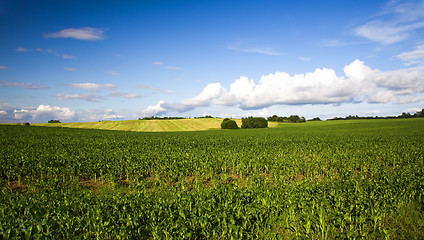 Image showing  green unripe grains