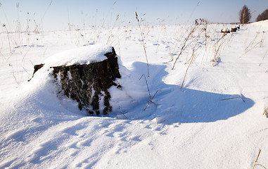 Image showing   tree  with snow 