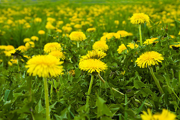 Image showing Yellow dandelions