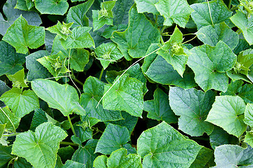 Image showing Green cucumbers 