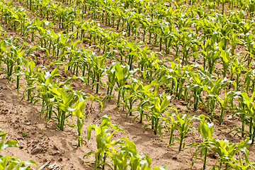 Image showing  grow corn