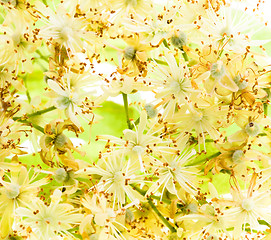 Image showing   flowers linden