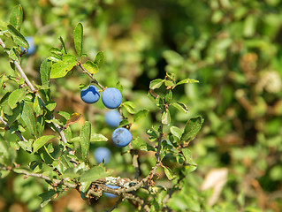 Image showing backthorn berries