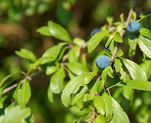 Image showing backthorn berries