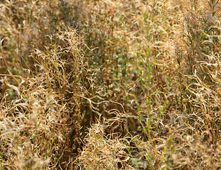 Image showing dry plant background