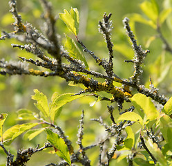 Image showing leavy twigs with lichen