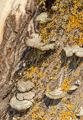 Image showing Bracket fungus