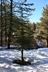 Image showing Trees and snow