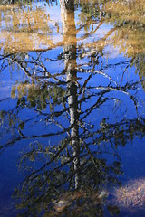 Image showing Tree reflections