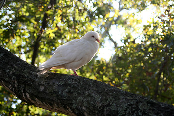 Image showing White Dove