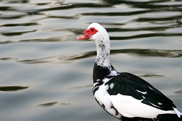 Image showing Duck