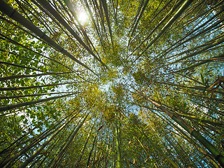 Image showing Bamboo tree