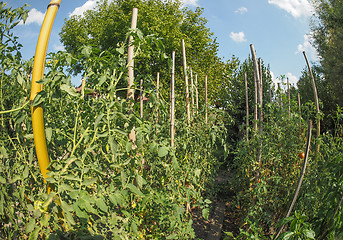 Image showing Vegetable garden