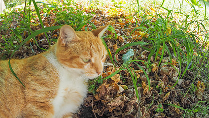 Image showing Cat in the grass