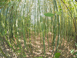 Image showing Bamboo tree