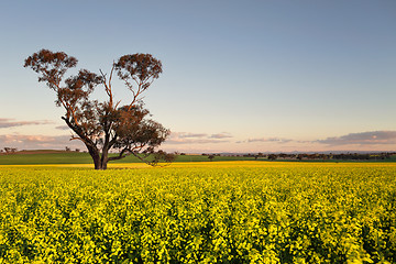 Image showing Canola field at dusk