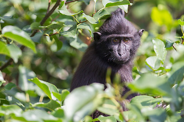 Image showing Young Celebes crested Macaque