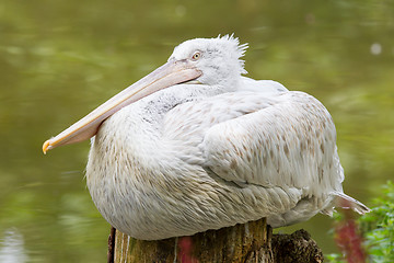 Image showing Portrait of a Dalmatian Pelican