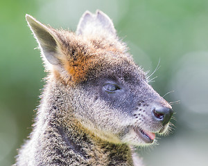 Image showing Kangaroo: Wallaby close-up portrait