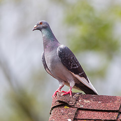 Image showing Pigeon on roof