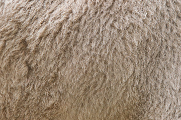 Image showing Camel fur