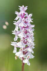 Image showing Wild orchid (orchis)