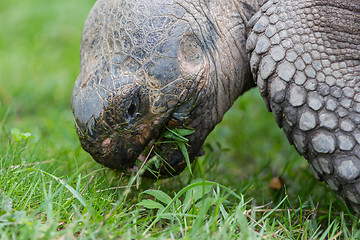 Image showing Galapagos giant tortoise eating