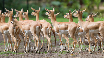Image showing Young antilopes