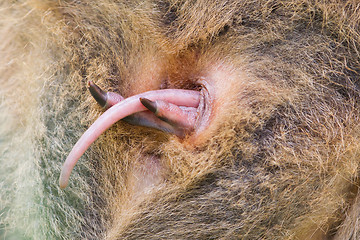 Image showing Wallaby with a young joey 