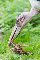 Image showing Marabou stork eating