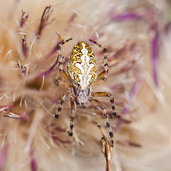 Image showing Small spider hiding in a flower