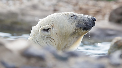 Image showing Close-up of a polarbear