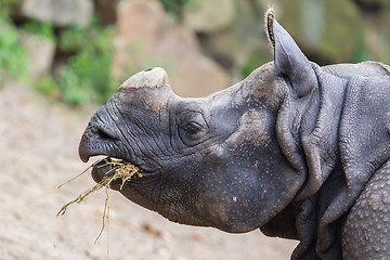 Image showing Close-up of an Indian rhino 