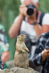 Image showing Black-tailed prairie dog  (Cynomys ludovicianus) playing for mod