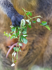 Image showing Kangaroo: Wallaby close-up portrait