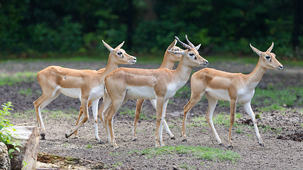 Image showing Young antilopes