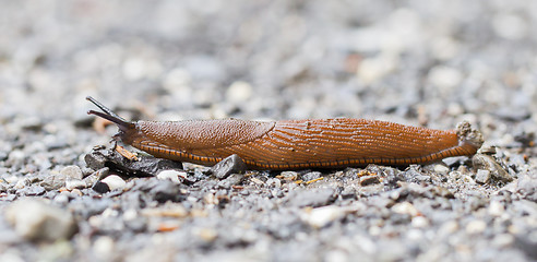 Image showing Naked slug climb on a floor