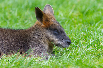 Image showing Kangaroo: Wallaby close-up portrait