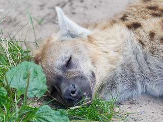 Image showing Hyena sleeping in the grass