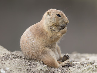 Image showing Black-tailed prairie dog  (Cynomys ludovicianus)