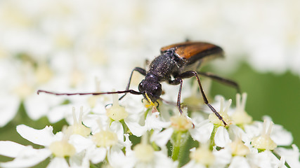 Image showing Insect on flower